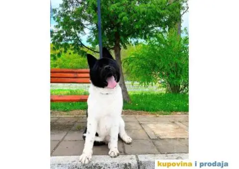 Vrhunski stenci Američke Akite - 6/11