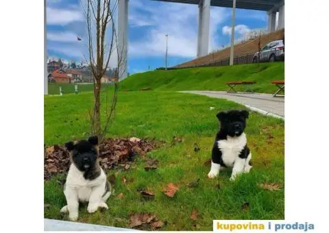 Vrhunski stenci Američke Akite - 7/11