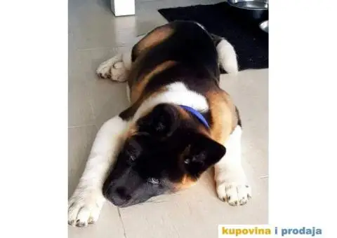 Vrhunski stenci Američke Akite - 8/11