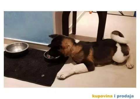 Vrhunski stenci Američke Akite - 9/11