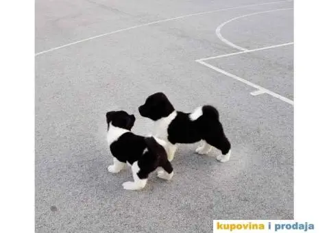 Vrhunski stenci Američke Akite - 10/11