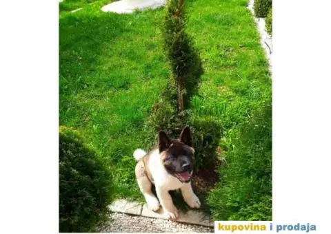 Vrhunski stenci Američke Akite - 11/11