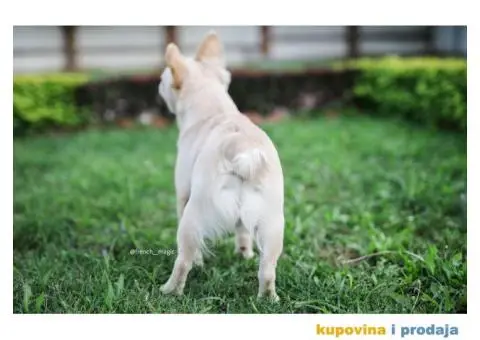 Muzjak fluffy egzoticnog francuskog buldoga slobodan za parenje - 3/5