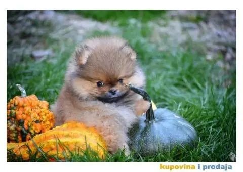 Stenci Pomeranca / Pomeranskog Spica / Boo - 1/8