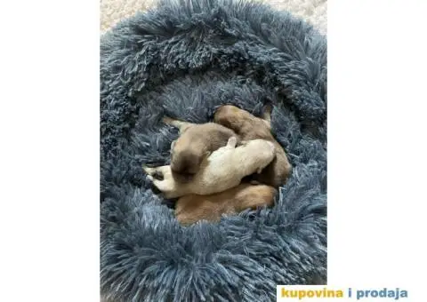 Stenci Pomeranca / Pomeranskog Spica / Boo - 2/8