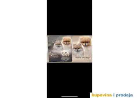 Stenci Pomeranca / Pomeranskog Spica / Boo - 3/8