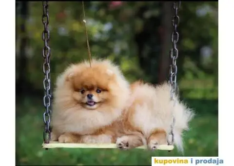 Stenci Pomeranca / Pomeranskog Spica / Boo - 4/8