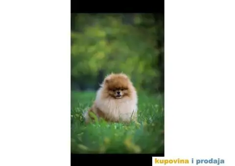 Stenci Pomeranca / Pomeranskog Spica / Boo - 5/8