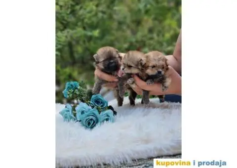 Stenci Pomeranca / Pomeranskog Spica / Boo - 6/8