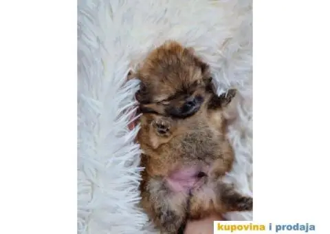 Stenci Pomeranca / Pomeranskog Spica / Boo - 7/8