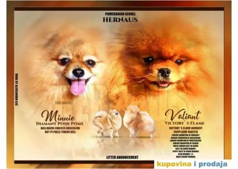 Stenci Pomeranca / Pomeranskog Spica / Boo - 8/8