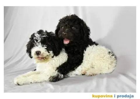 Lagotto Romagnolo štenci - 1/6