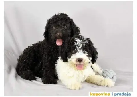 Lagotto Romagnolo štenci - 2/6