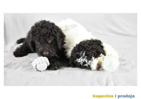 Lagotto Romagnolo štenci - 3/6