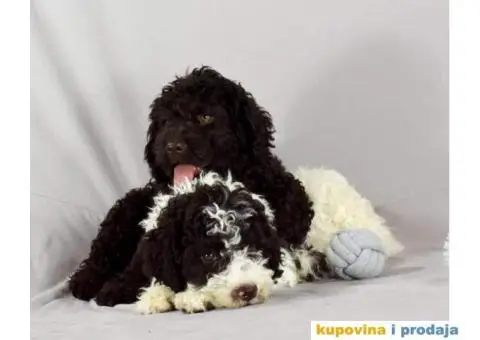 Lagotto Romagnolo štenci - 4/6