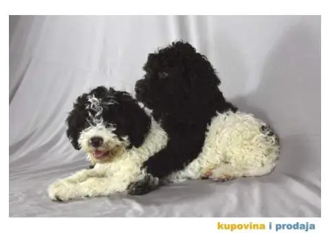 Lagotto Romagnolo štenci - 6/6