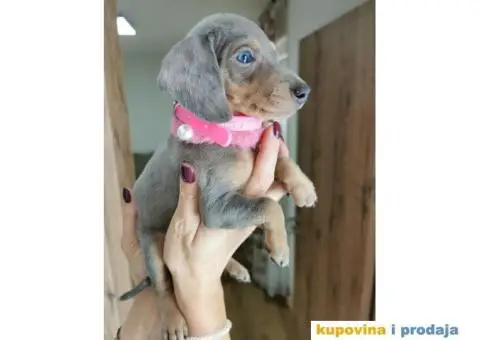 Patuljasti Jazavičar egzotične boje - 1/10