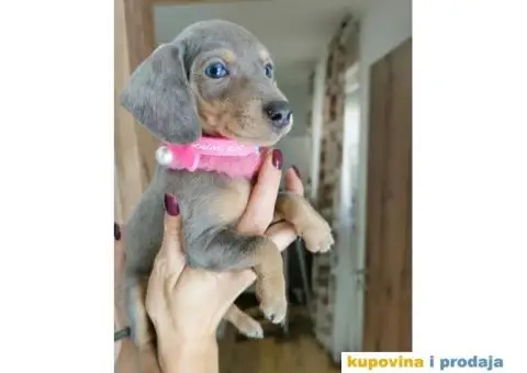 Patuljasti Jazavičar egzotične boje - 2/10