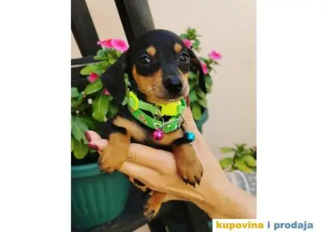 Patuljasti Jazavičar egzotične boje - 3/10