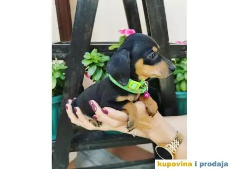 Patuljasti Jazavičar egzotične boje - 4/10