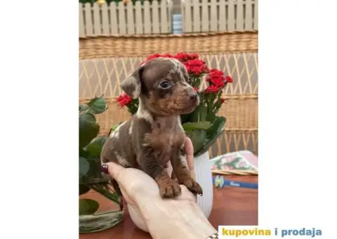 Patuljasti Jazavičar egzotične boje - 5/10