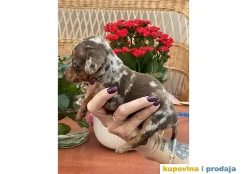 Patuljasti Jazavičar egzotične boje - 6/10