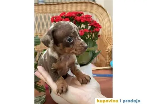 Patuljasti Jazavičar egzotične boje - 7/10