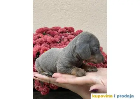 Patuljasti Jazavičar egzotične boje - 8/10