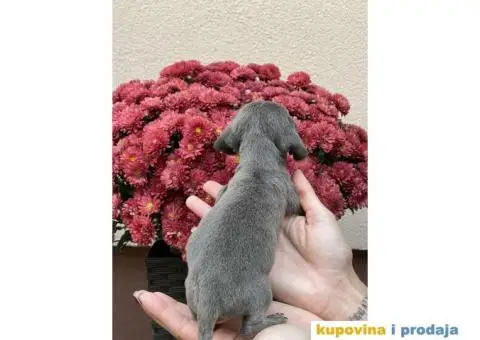 Patuljasti Jazavičar egzotične boje - 9/10