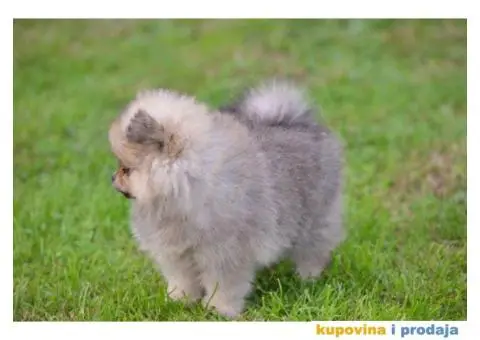 Pomeranac prelepi štenci - 1/11