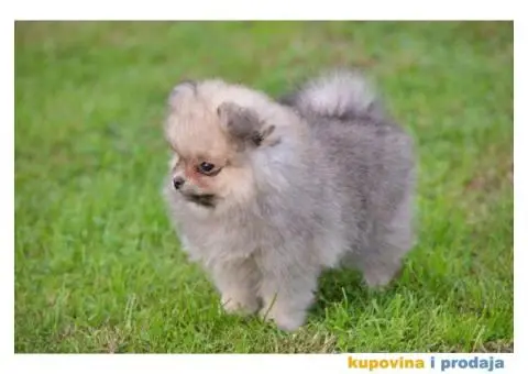Pomeranac prelepi štenci - 2/11