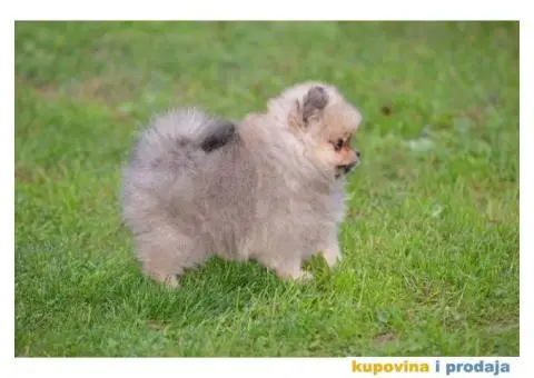 Pomeranac prelepi štenci - 3/11