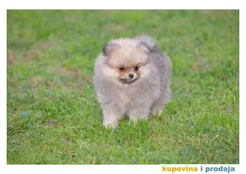 Pomeranac prelepi štenci - 4/11