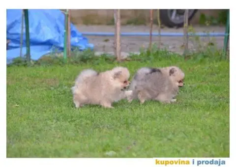 Pomeranac prelepi štenci - 5/11