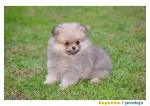 Pomeranac prelepi štenci - 6/11