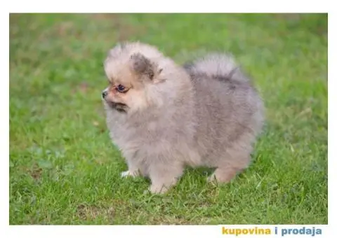 Pomeranac prelepi štenci - 7/11