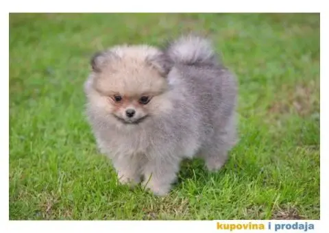 Pomeranac prelepi štenci - 8/11