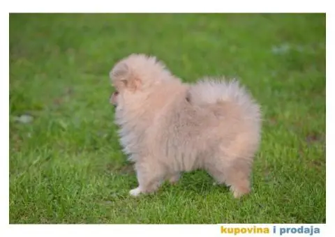 Pomeranac prelepi štenci - 9/11