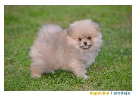 Pomeranac prelepi štenci - 10/11