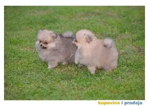 Pomeranac prelepi štenci - 11/11