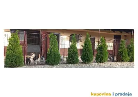 Francuski Buldog odgajivačnica na prodaju