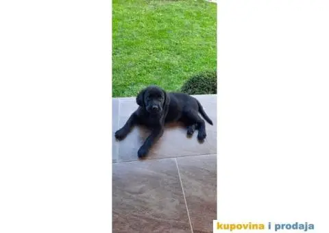 Labrador štenci - 1/8