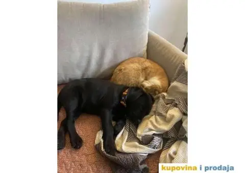 Labrador štenci - 4/8