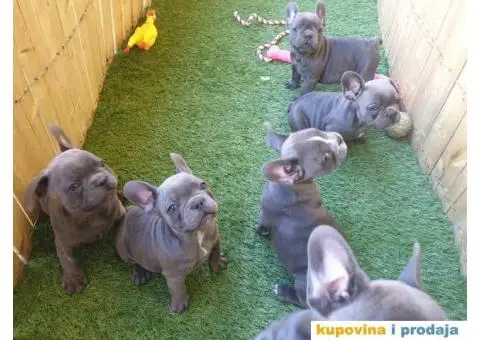 Plavi francuski buldog - 1/11