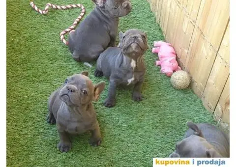 Plavi francuski buldog - 2/11