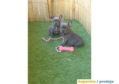 Plavi francuski buldog - 3/11