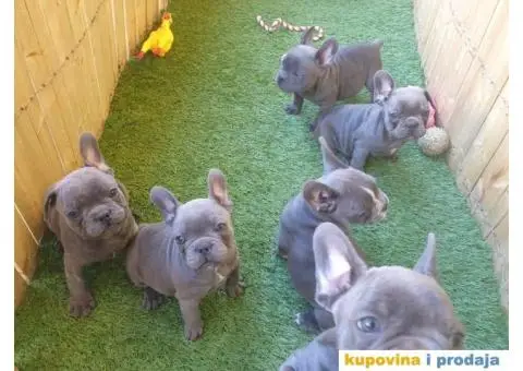 Plavi francuski buldog - 4/11