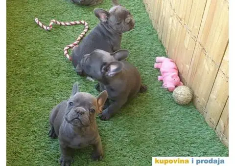 Plavi francuski buldog - 6/11