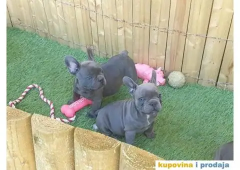 Plavi francuski buldog - 7/11