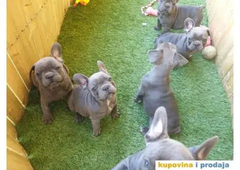 Plavi francuski buldog - 8/11